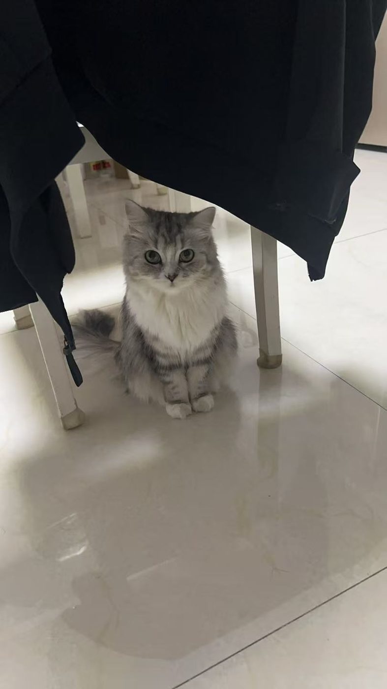 Archangeli sitting under a chair