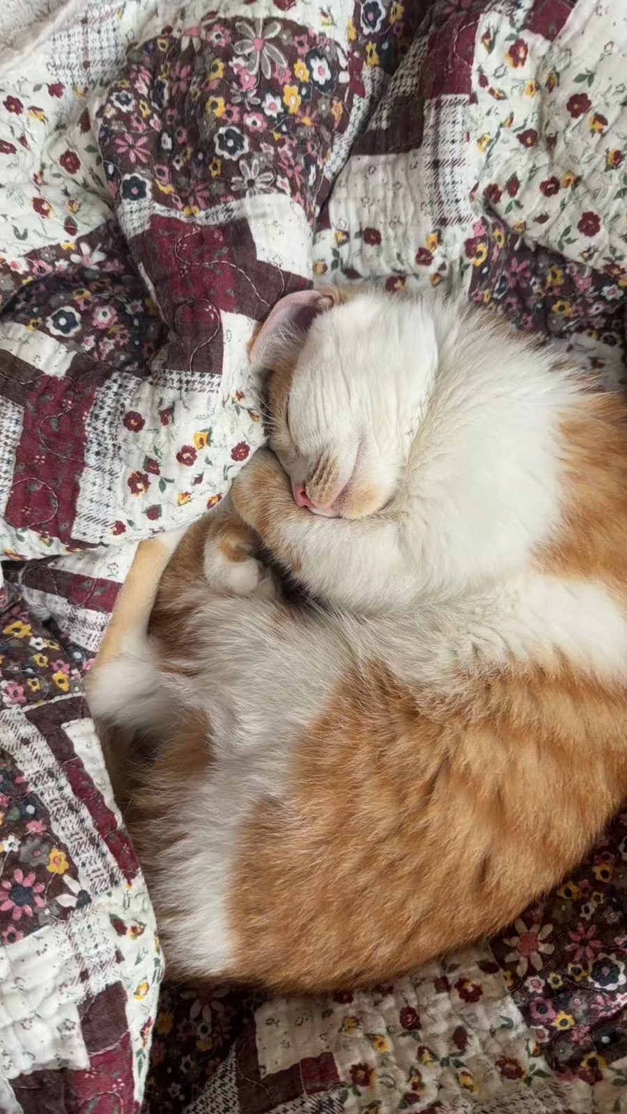 Juliet, an orange and white cat asleep on a quilt